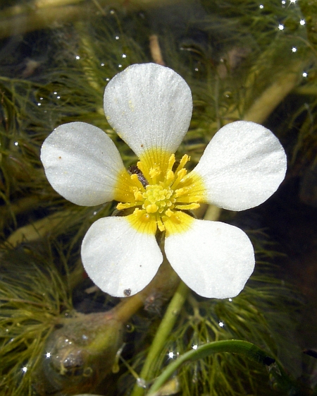 Ranunculus trichophyllus / Ranuncolo a foglie capillari